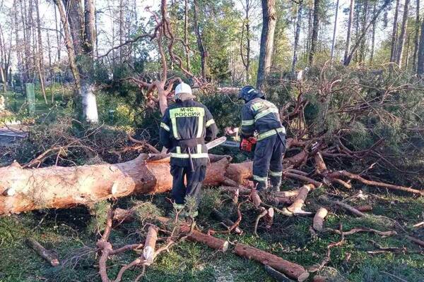 На Брянщине ураган повалил более 370 деревьев, повреждено 19 автомобилей