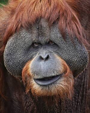 Новозыбковские ветеринары скорбят: умер орангутан Сандокан