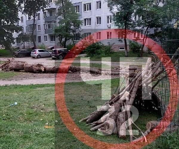 В Брянске упавшее дерево на улице Камозина лежит больше месяца