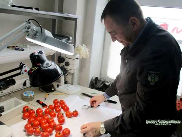 С начала года на Брянщину не пустили 600 тонн турецких томатов