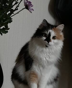 В Брянске кошку замуровали в вентиляционной шахте ЖК «Речной»