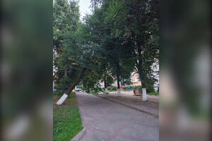 В Брянске возле бассейна «Динамо» на детскую площадку едва не рухнуло дерево