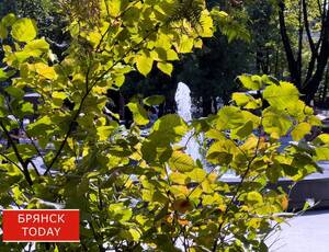 Бабье лето в Брянской области берёт короткую паузу