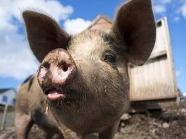 В Жуковском районе из-за бешенства свиней объявлен карантин