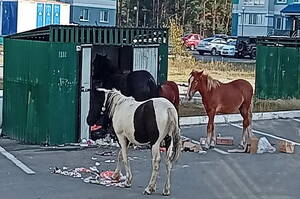 В брянском Сосновом Бору лошади растаскивают мусор