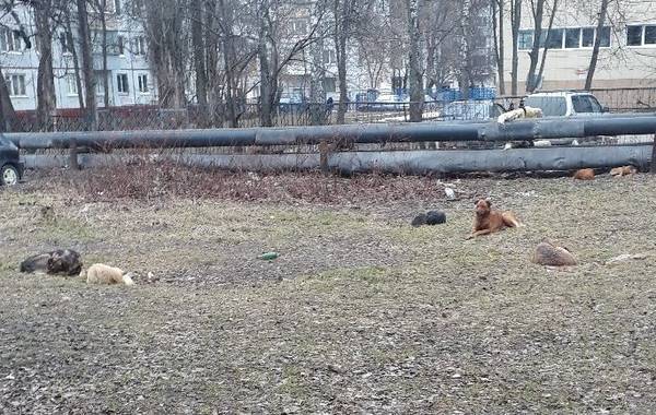 В Брянске стая бродячих собак оккупировала двор на Авиационной