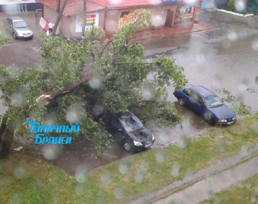 В Брянске на улице Фрунзе на дорогу рухнуло дерево
