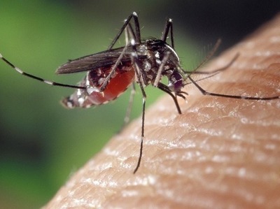 На брянцев напали комары с опасными червями-паразитами