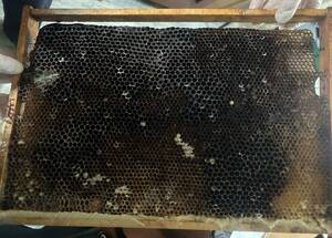 В Брянской области пчеловод обокрал пасеку соседа 