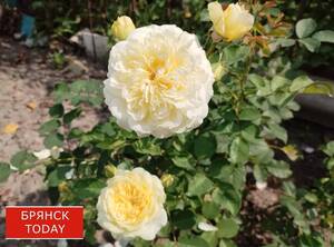 Жара наседает: 28 июля брянцам снова прогнозируют пекло