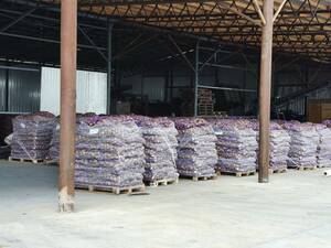 В Климовском районе продолжают убирать урожай и сеять озимые