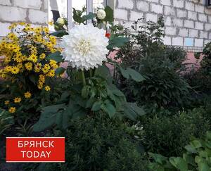 Тишковец рассказал, когда в Брянской области закончится бабье лето