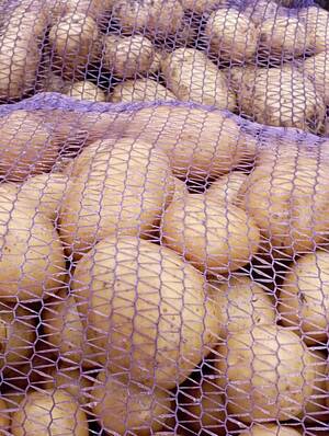 Брянск охватила картофельная горячка из-за низких цен