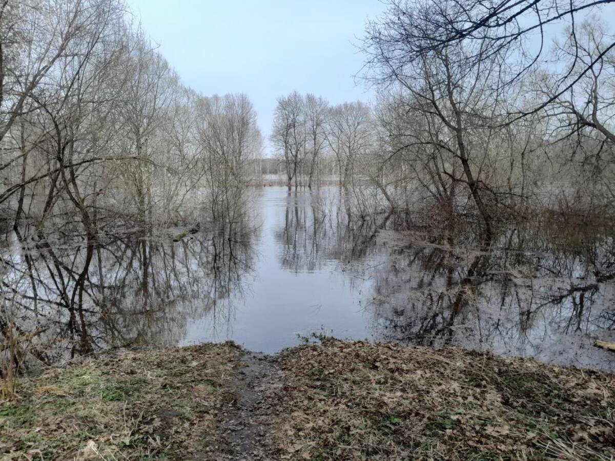 В Брянской области затопило 12 жилых домов из-за весеннего паводка