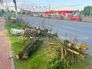 Брянск зеленеет: вместо погибших ясеней высаживают новые деревья