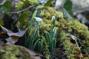 Брянцев предупредили о тюремных сроках за сорванные подснежники