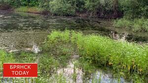 Брянцам рассказали, что в воде можно подхватить «зуд купальщика»