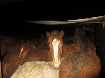 Белорус пытался провезти на Брянщину контрабандой 18 лошадей