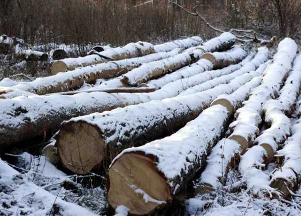 Брянцы просят не вырубать молодой лес в Новозыбкове