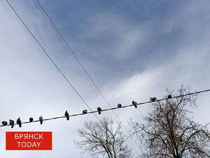 Новые атаки ВСУ обошли Брянщину стороной, но досталось соседям