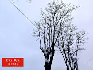 Богомаз: в террористической атаке в Климовском районе погибла женщина