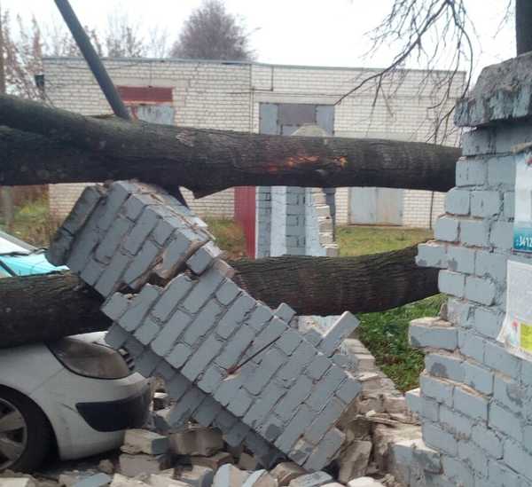 В Брянске на легковушку рухнуло дерево возле больницы