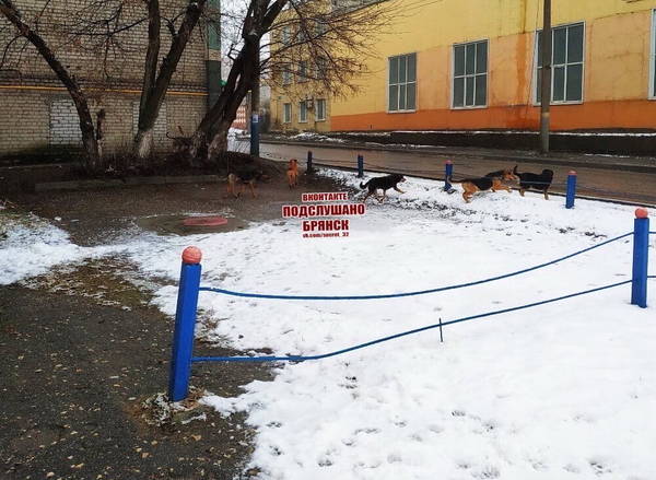 В Брянске заметили агрессивную стаю собак на улице Фокина