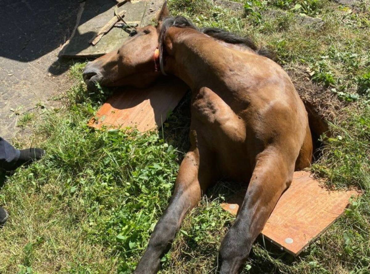 В Брянске спасателям пришлось вызволять провалившегося в люк коня