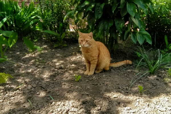 У любящего владельца в Погаре украли рыжего кота