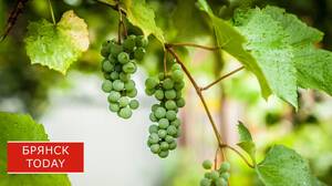 Брянцев предупреждают о грядущих изменениях цен на фрукты и овощи