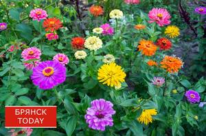 Брянщина вступает в сезон аллергии - началось цветение