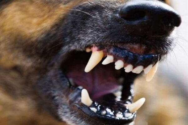 Трубчевских чиновников заставят заплатить за нападение бродячей собаки на подростка