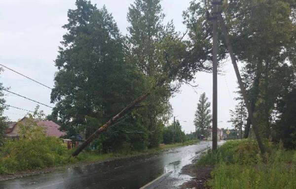 В брянском поселке Радица-Крыловка упавшее дерево повисло на проводах