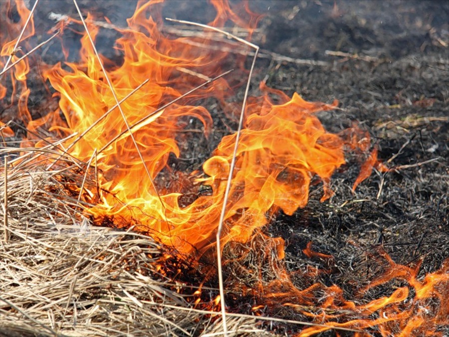 Брянские пожарные за сутки 12 раз тушили горящую траву