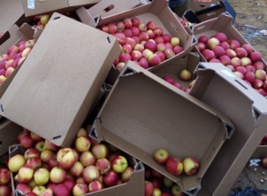 На Брянской границе раздавили трактором 793 кило яблок