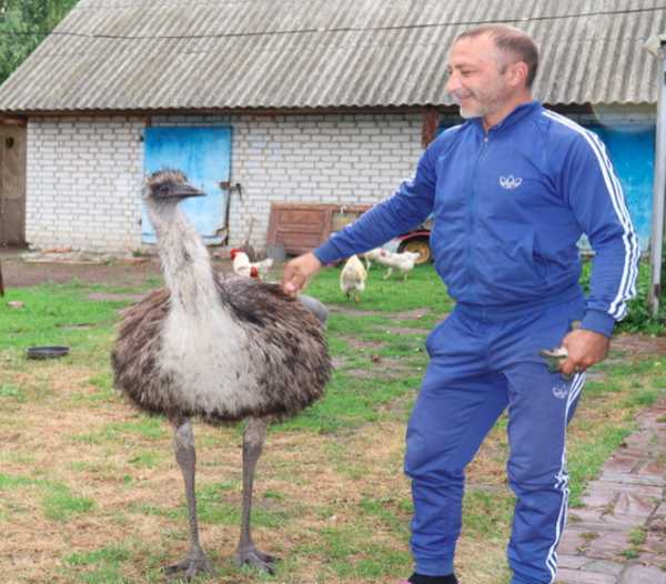 В Погарском районе беженцы с Донбасса создали страусиную ферму