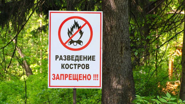 В брянских лесах ввели особый противопожарный режим
