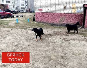 Чиновники заплатили за нападение бездомной собаки на женщину в Фокино
