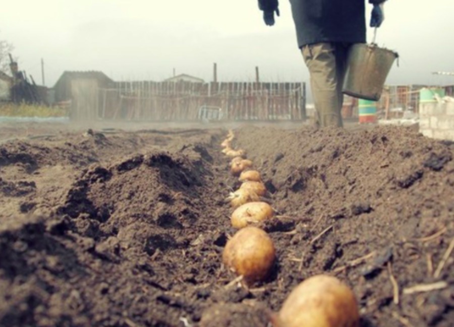 Аграрии Брянщины приступили к севу овощей и картофеля