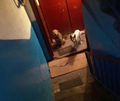В Брянске бродячие собаки начали захватывать подъезды многоэтажек