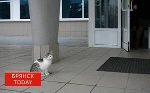 Брасовская ветлаборатория обработала 100 обращений в январе