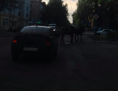 В Брянске цыганские кони парализовали движение на Володарке