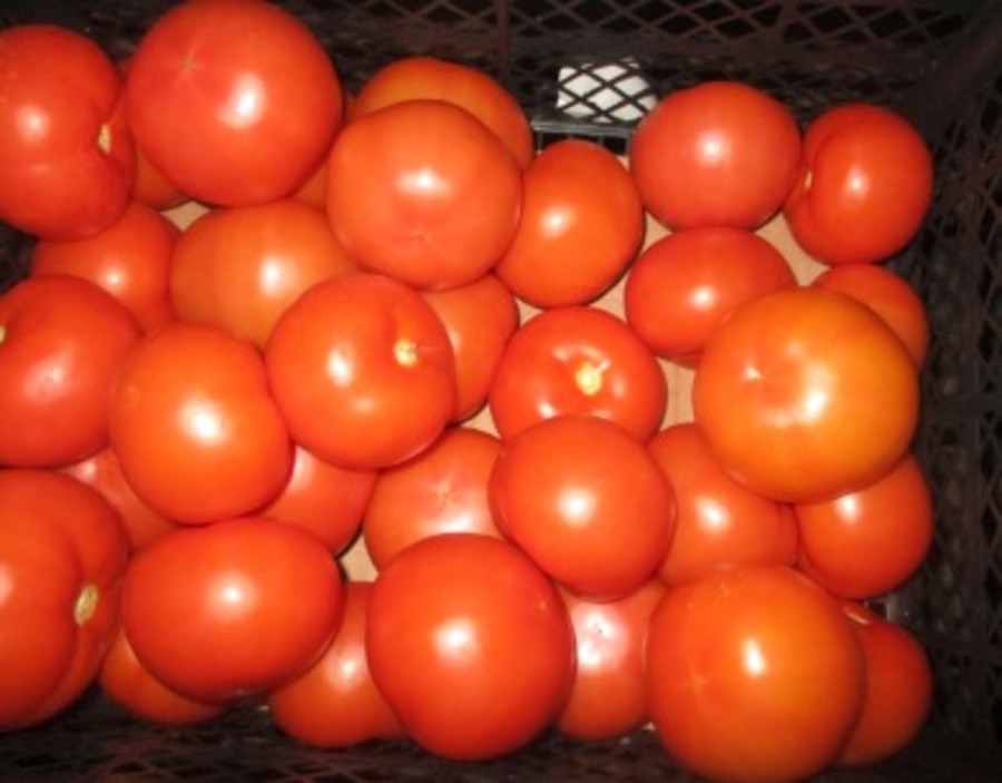 В Брянскую область не пустили 19 тонн заражённых томатов