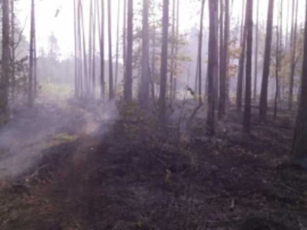 Под Брянском потушили очередной лесной пожар