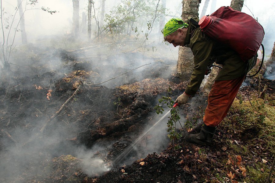 В Суземском районе сгорел лес на площади 0,6 гектара