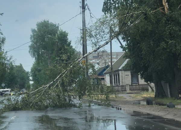 В Брянске огромное дерево перегородило дорогу на улице Менжинского
