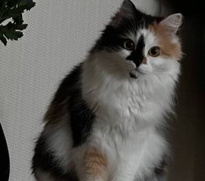 В Брянске в ЖК «Речной» спасли замурованную в вентиляционной шахте кошку