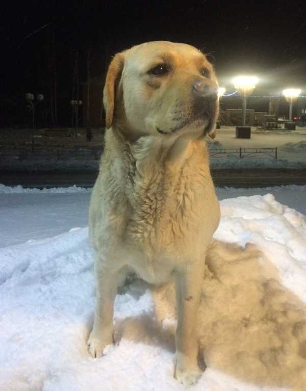 Житель Рогнедино просит помочь найти пропавшую собаку