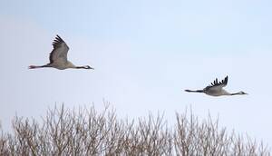 Весна на крыльях: в Брянскую область вернулись журавли