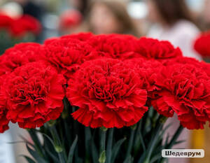 Почему гвоздика остается главным символом памяти народа?